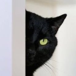 earthbutterfly's profile picture. lurker who occasionally rage tweets