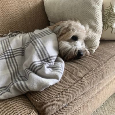 Tristan54876080's profile picture. 