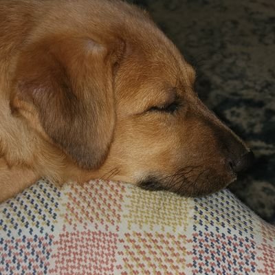 DonnaMadras's profile picture. I have had it with idiots too stupid to see the truth...#Resist... If I don't reply to you it's because you are a moron..not that I didn't see.