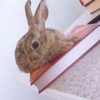 Sultan14 (@sultan141194) 's Twitter Profile