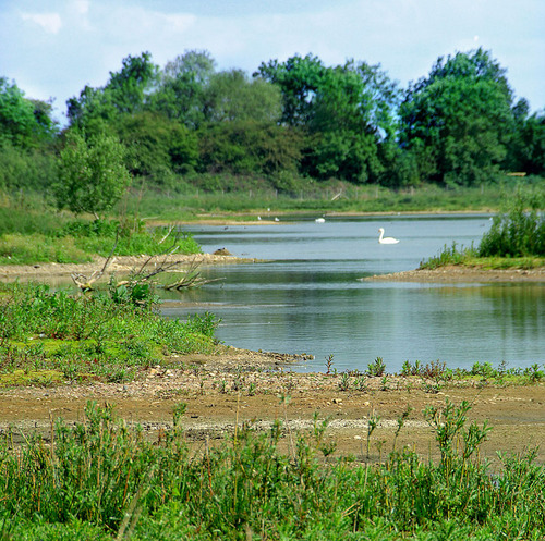 Official account for Idle Valley Nature Reserve - wetland home to all kinds of wildlife & one of the richest birding sites in the region. Run by @NottsWildlife