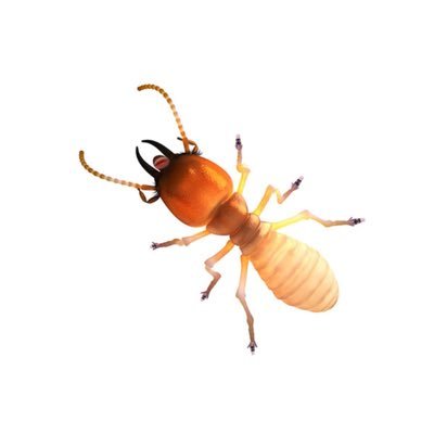 ANTS DNI | I AM TERMITE #77964!! I FOLLOW TERMITES AND ISOPODS BACK!!