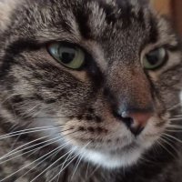 La China (@lachina_chile) 's Twitter Profile