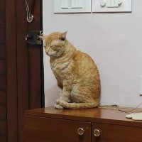 Somesh Kamat ๐ฎ๐ณ (@redkarsomesh) 's Twitter Profile