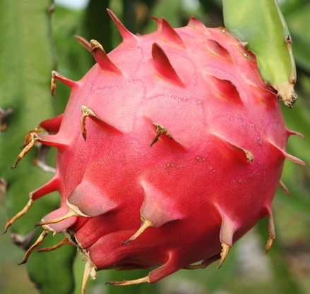 BibitBuahNaga's profile picture. Bibit Buah Naga : Unggul, Pohon, Petani, Jual, Agen, Supplier, Murah, Harga, Merah, Kuning, Hitam, Putih. Kunjungi web kami untuk detil. Kontak : 08170918418.