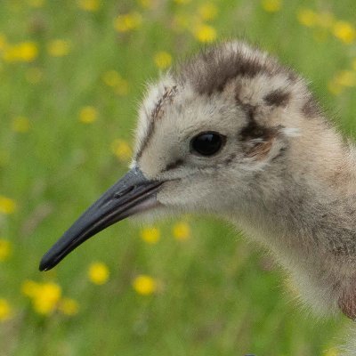 Nature recovery, birding & photography. Curlew conservation in Oxfordshire and NE Wales. Own views.