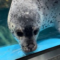 モイザラシ🦭 (@moizarashi) 's Twitter Profile