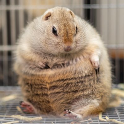 ちゃっぴーだよ。まるいよ🐿゛