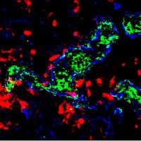 simmons-lab (@immunodynamics) 's Twitter Profile Photo simmons-lab (@immunodynamics) 's Twitter Profile Photo