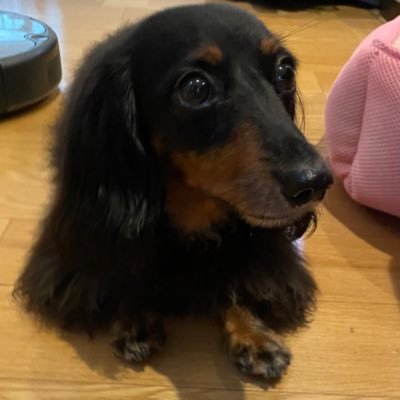 23HZIX7EFFycw2R's profile picture. 同じ病気の方と繋がりたくてTwitterはじめました。夫と娘とダックスのあずきと暮らしています。子宮体がん 脱分化がん2期 2022.4告知 2022.5広汎子宮摘出術 2022.7〜TC療法6クール 完走   今現在はたまにある体の痛みに不安になりつつもほぼ元気に復職しました。