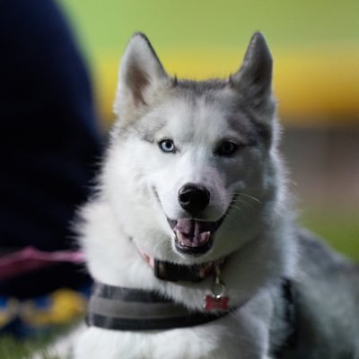 ChinVuii's profile picture. 