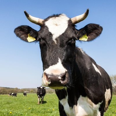 Moo