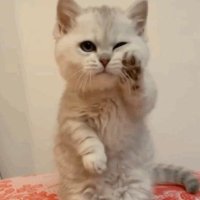 ZEYUAN MENG (@zeyuanmeng) 's Twitter Profile