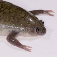 Leon Grayfer (@lgrayfer) 's Twitter Profile