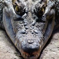 کروکودیل(@Crocodylinae67) 's Twitter Profile Photo