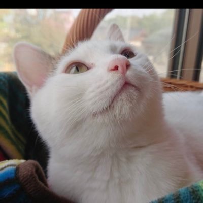 tetsu71400808's profile picture. 生活に必要な癒しを求め 日々X内を彷徨う 🦚日本料理  猫ちゃん可愛い  犬も大好き  Adoの楽曲全般大好き