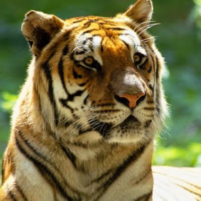 thelogodoy's profile picture. 