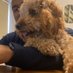 Walter’s Owner (@jesuestuamigo) Twitter profile photo Walter’s Owner (@jesuestuamigo) Twitter profile photo