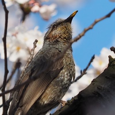 イナッチさんのプロフィール画像