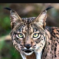 Soy Lince Ibérico 🇪🇦 (@soylinceiberico) 's Twitter Profile Photo Soy Lince Ibérico 🇪🇦 (@soylinceiberico) 's Twitter Profile Photo