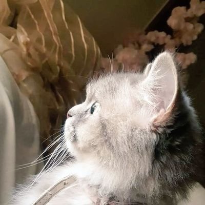 nimras987's profile picture. Masters student ⚛️📚|University of Chinese Academy of Sciences 🧪🥽⚗️| #nanoscience enthusiast 🔬| #rsearcher 👩‍🔬| #cats 🐱| Views are my own| 🇵🇰