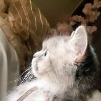 Nimra Shahzad (@nimras987) 's Twitter Profile