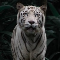 Tiger Wyte(@TigerWyte) 's Twitter Profile Photo