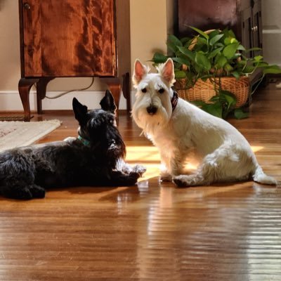 Mom to 2 adorable Scotties, Maggie and Frodo. Huge University of Virginia fan - Wahoo4Life - GO HOOS! Randolph-Macon College grad - GO YELLOW JACKETS!