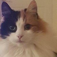 WokeyJed (@walkingjed) 's Twitter Profile