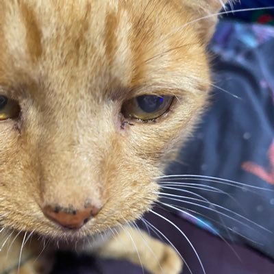 I’m Biscuit & I’m ginger. Very shy. Visually impaired. I live with @lisybabe. @holly’s Merry Moggies graduate. Had a big sis @LisysBettyCat, but never met her.