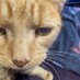 Ginger Biscuit (@lisysgingerbisc) Twitter profile photo Ginger Biscuit (@lisysgingerbisc) Twitter profile photo
