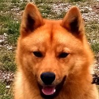 Бульбаш (@hrap65) 's Twitter Profile