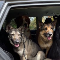 Pack In Action🐕❤️🦮❤️🐾❤️🌊(@RoevemberJ) 's Twitter Profile Photo