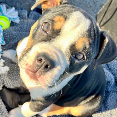 GreenierJessica's profile picture. 