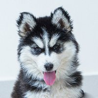 My Favourite Husky (@myfavhusky) 's Twitter Profile Photo My Favourite Husky (@myfavhusky) 's Twitter Profile Photo