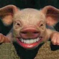 Timothy Straus (@timothystraus1) 's Twitter Profile Photo