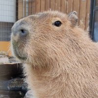 -SibeN7 (@7siben7) 's Twitter Profile