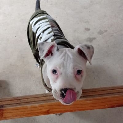 UZUMAKI NARUTO Cr Profile