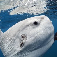 Biologia Braba (@biologia_braba) 's Twitter Profile Photo Biologia Braba (@biologia_braba) 's Twitter Profile Photo