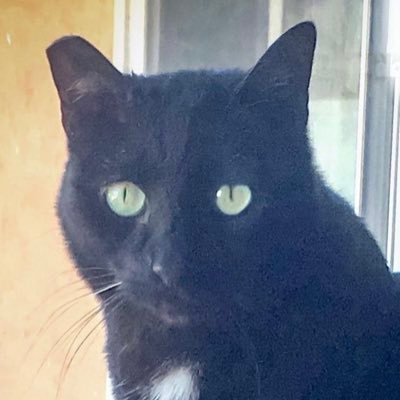 I’m a rescued black cat & I just got adopted! 🎉 @Spencer_the_MC is my “brofur”😺 #adoptdontshop #cats #blackcats #catsoftwitter @AdoptRescueCats