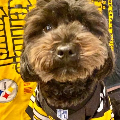 Big fan of Pittsburgh Steelers & dog about town @steelers #SteelersNation