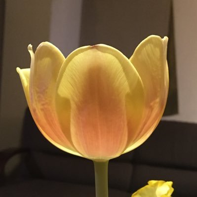 ccmuscctoo8's profile picture. 