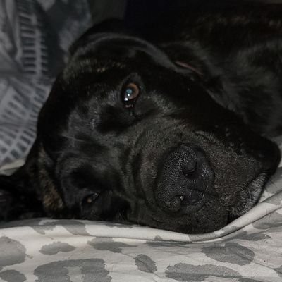 keebitreal's profile picture. Cane Corso Momma