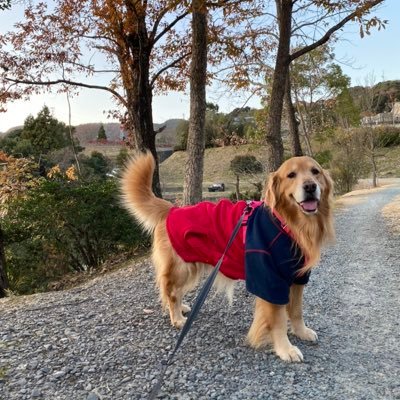 ぼく、かいと(魁斗)です! ゴールデンレトリバー の男の子です💓 🐶2012.6.16〜2021.11.30 🌈 大切な宝物の魁斗と過ごした素晴らしくあたたかい日々をツイートしています。 中のヒトは、おねぇちゃん👩🏻🦰 私の抱っこが大好きで甘えんぼな かいちゃ。 もう一度会いたい。帰っておいで。