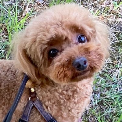 richye123's profile picture. 初心者です 慣れて来たら色々呟いていきます 宜しくお願いします