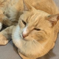 Queue (@quebecccccc) 's Twitter Profile