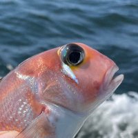 angler_T (@superangler_t) 's Twitter Profile