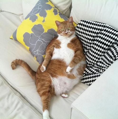 FatKatDude's profile picture. I am Dude. My favorite activities are eating, sleeping, and cleaning my belly. Which is quite a job. I weigh 27 pounds and I'm proud of it.