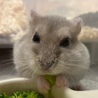 はじめまして(❁ᴗ͈ˬᴗ͈)ぴよこ🐥ですೀスノーホワイト🐹とブルーサファイア🐹の女の子と同居中〜·͜·♡🍀🌸🌼🍃令和5年8月12日兄妹の野良ネコ2匹を保護しましたฅ(´꒳ `ฅ)ꪆᰔᩚ只今家猫修行中𓂃◌𓈒𓐍よろしくお願いします(꒪ˊ꒳ˋ꒪)ꕤ*.゚リプが届かなかったり不具合が多いです( ・-・̥ )