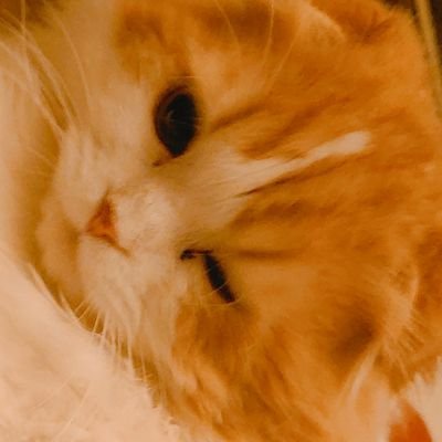 にょるとさんのプロフィール画像